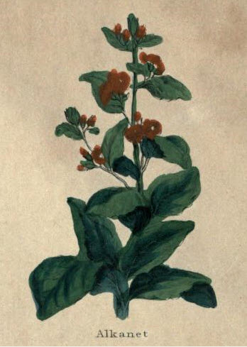 Alkanet