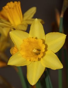 daffodils