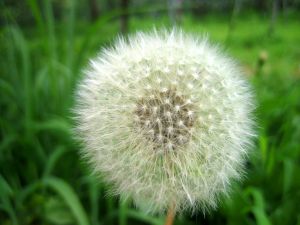 dandelions