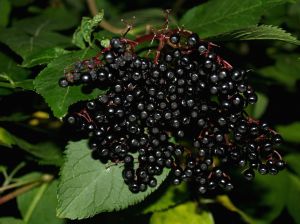 elderberry