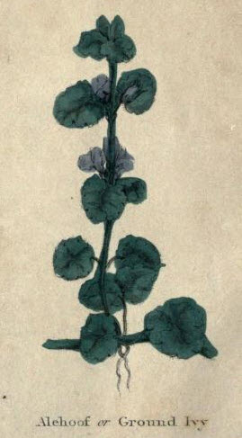 Ground Ivy