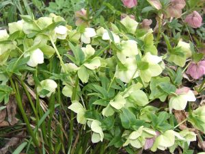 Picture of Hellebore