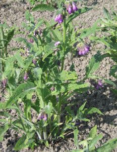 comfrey