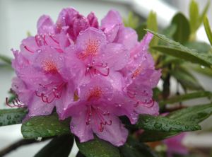 RHODODENDRON